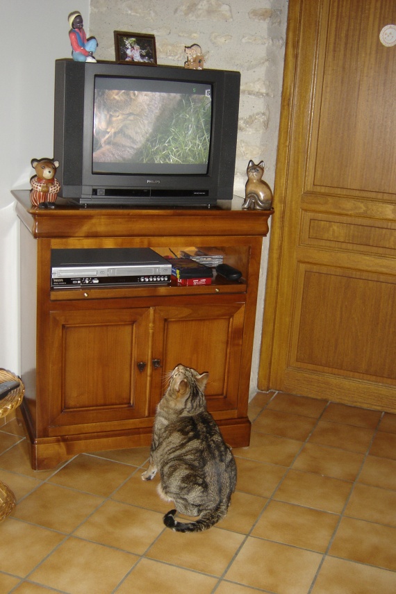 là c'était trop fort Mafalda surpris entrain de regarder une émission sur les chats !