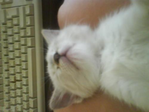 Les Chats Ca Soupire D Aise Chats Forum Animaux Doctissimo