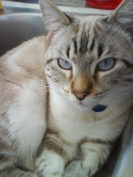 Des Yeux Bleus Chez Un Chat Ni Point Ni Blanc Chats Forum Animaux Doctissimo Des Yeux Bleus Chez Un Chat Ni Point Ni Blanc Chats Forum Animaux Doctissimo