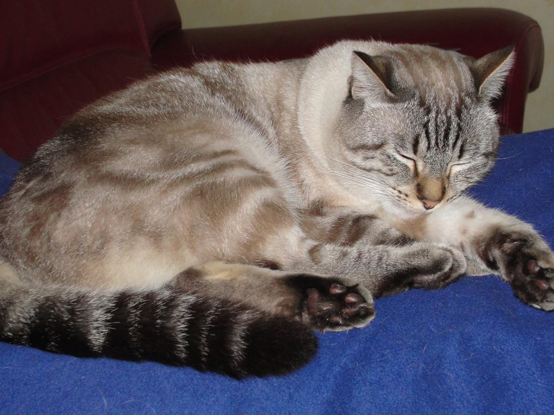 Recheche Du Monde Qui Ont Un Croise Siamois Chats Forum Animaux Doctissimo Recheche Du Monde Qui Ont Un Croise Siamois Chats Forum Animaux Doctissimo