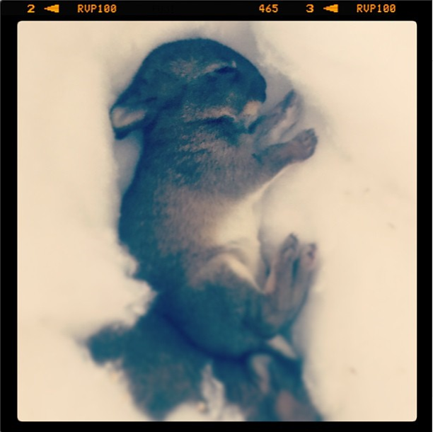 Bebe Lievre A Sauver Forum Libre Animaux Forum Animaux Doctissimo Bebe Lievre A Sauver Forum Libre Animaux Forum Animaux Doctissimo