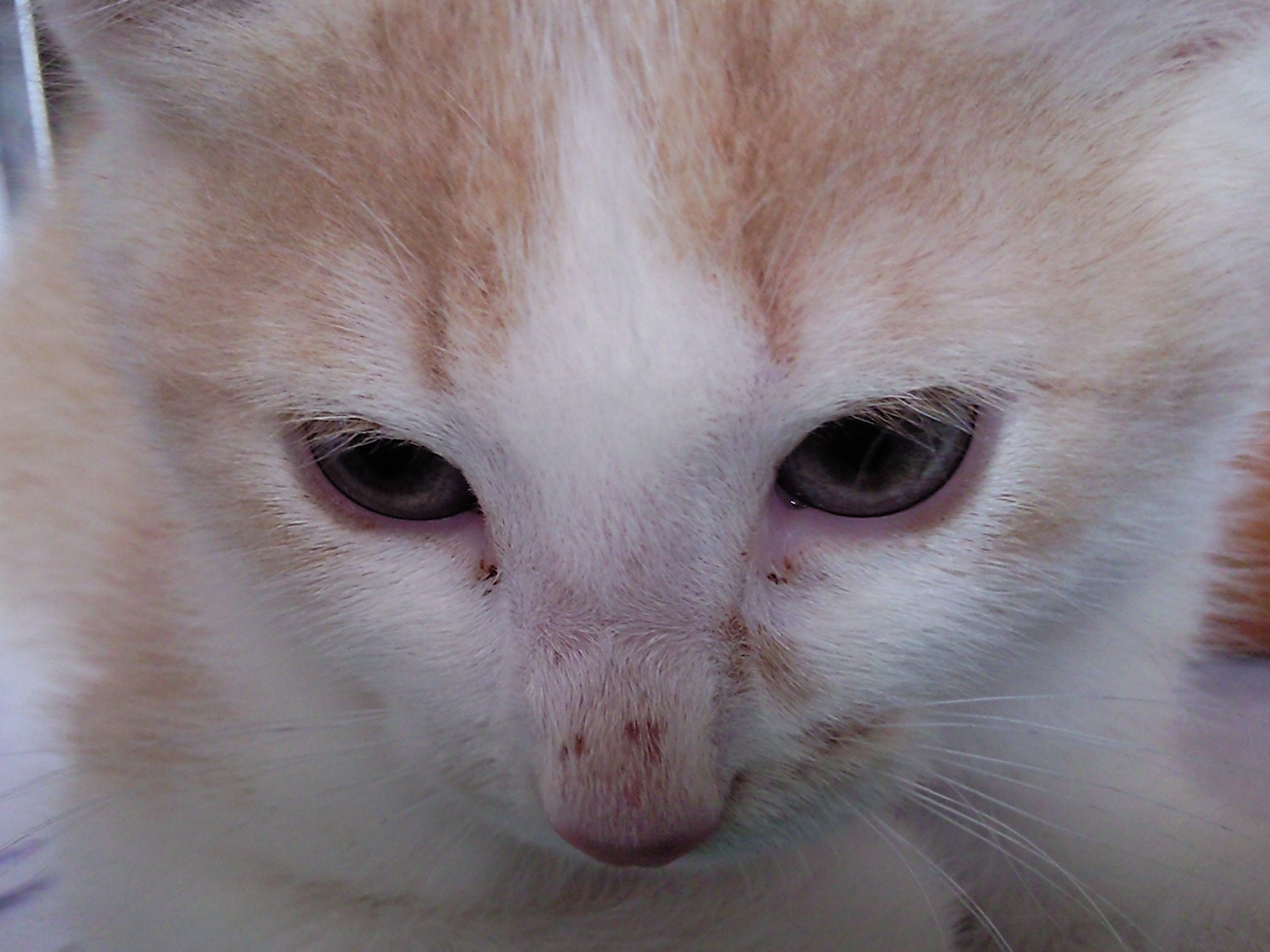 Taches Rouges Nez Chaton Chats Forum Animaux Doctissimo Taches Rouges Nez Chaton Chats Forum Animaux Doctissimo