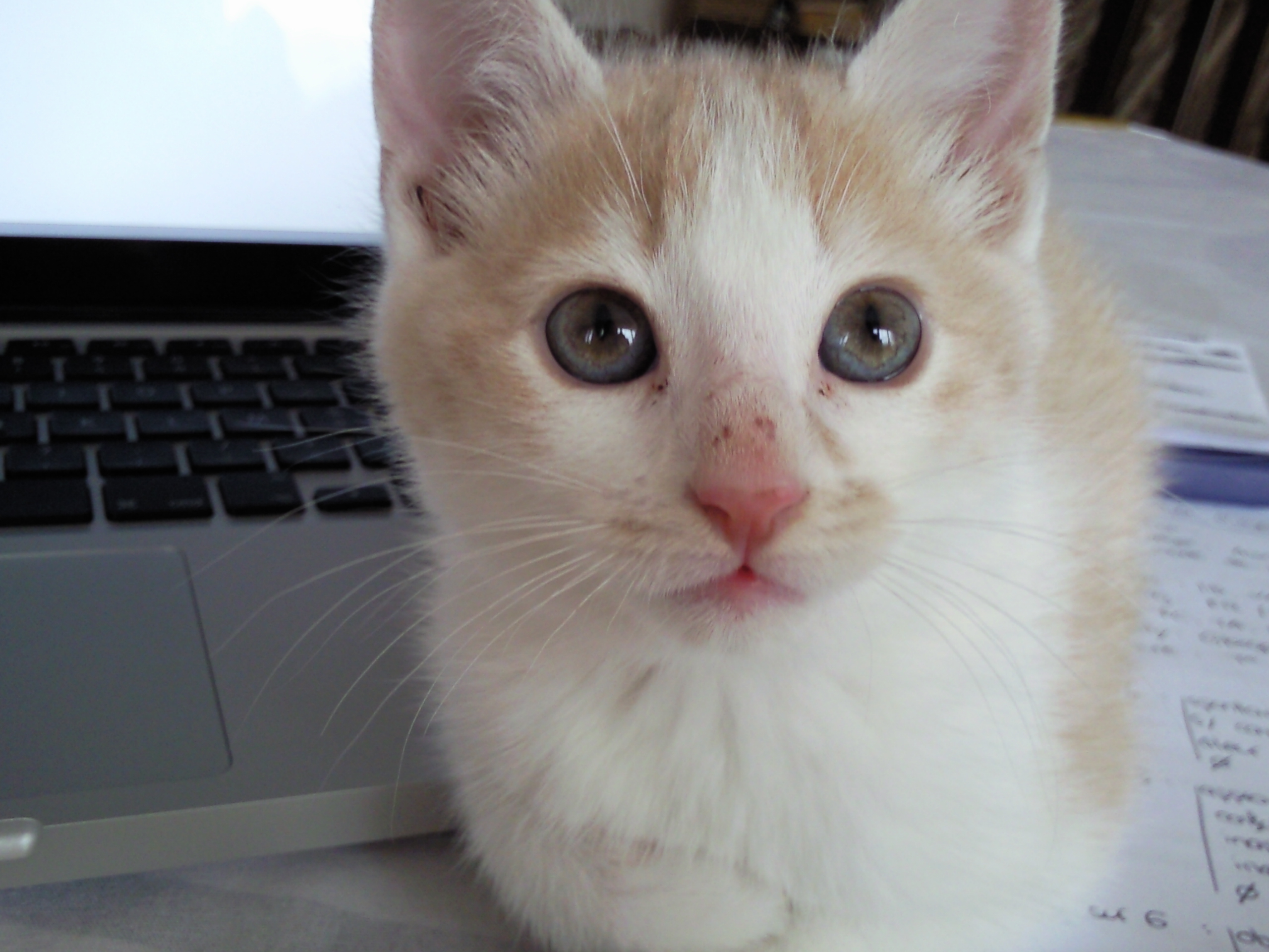 Taches Rouges Nez Chaton Chats Forum Animaux Doctissimo Taches Rouges Nez Chaton Chats Forum Animaux Doctissimo
