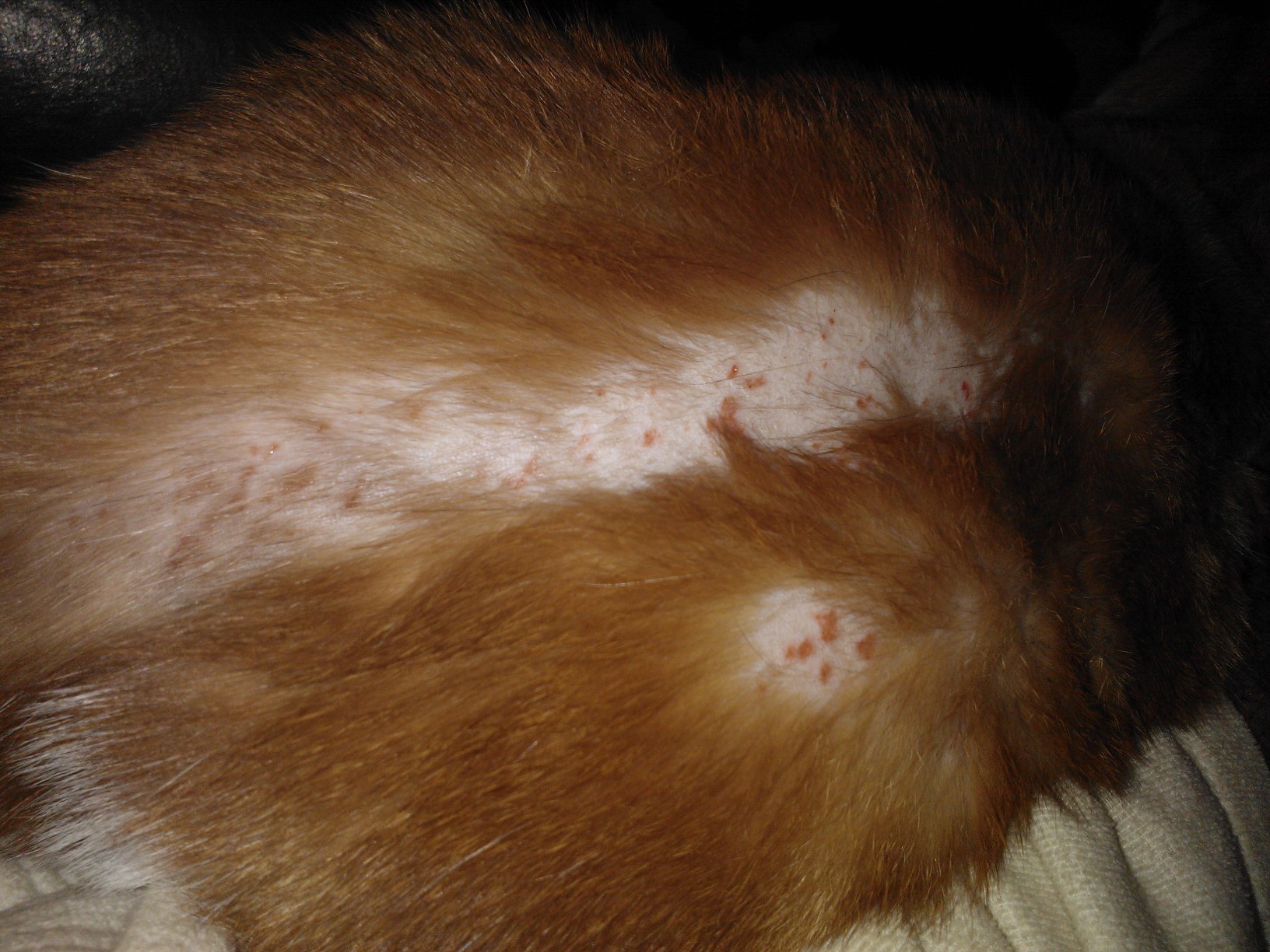 Chat Qui Se Gratte Tout Le Temps Medecine Veterinaire Forum Animaux Doctissimo Chat Qui Se Gratte Tout Le Temps Medecine Veterinaire Forum Animaux Doctissimo