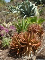 Cactus : Aloe Vera