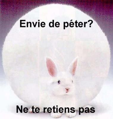 La Soiree Des Questions Debiles Le Chat Pete T Il Chats Forum Animaux