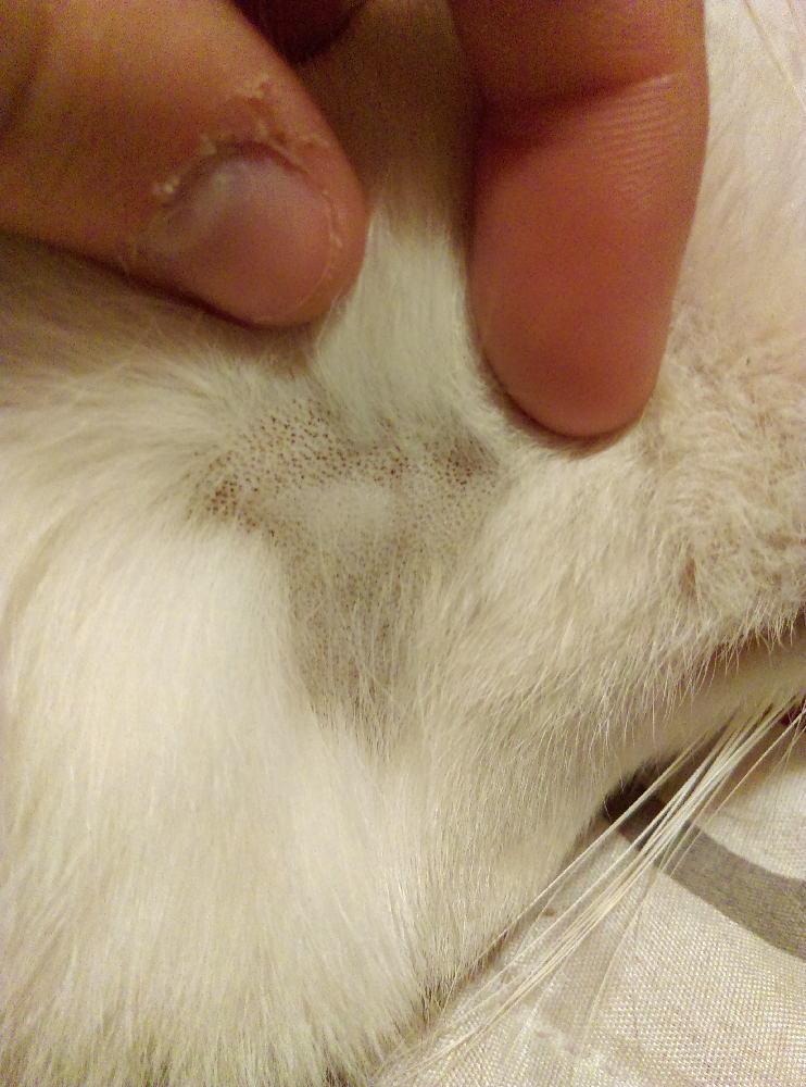Trou Pelage Chat La Sante De Votre Chat Chats Forum Animaux Doctissimo Trou Pelage Chat La Sante De Votre Chat Chats Forum Animaux Doctissimo