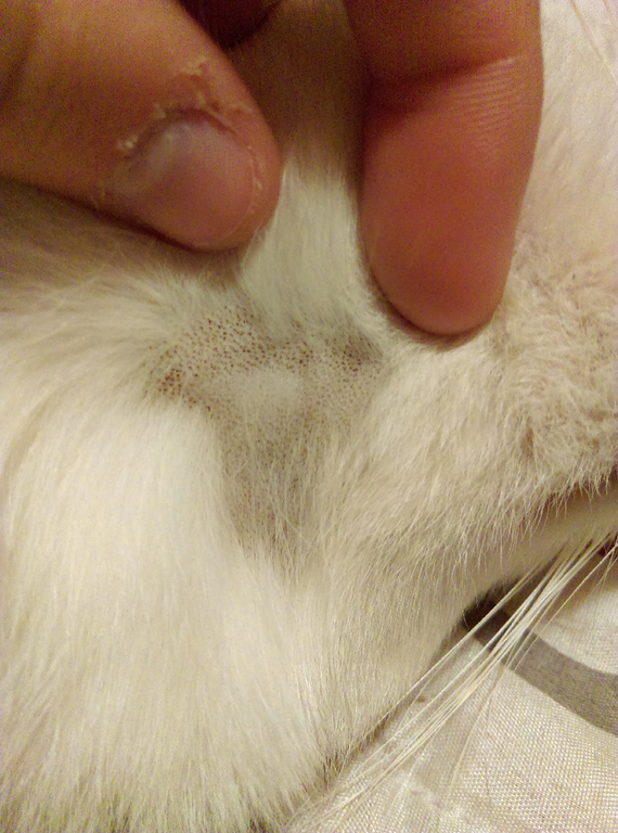 Trou Pelage Chat Trou Pelage Chat