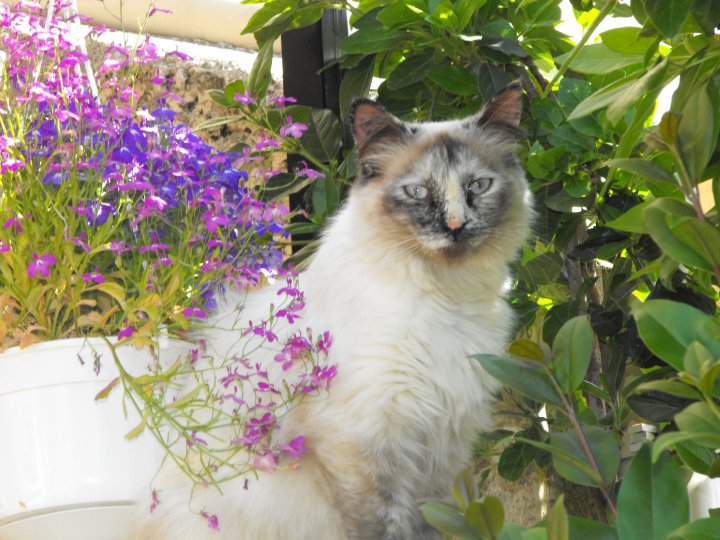 Qui A Un Croise Maine Coon Et Sacre De Birmanie Chats Forum Animaux Doctissimo Qui A Un Croise Maine Coon Et Sacre De Birmanie Chats Forum Animaux Doctissimo