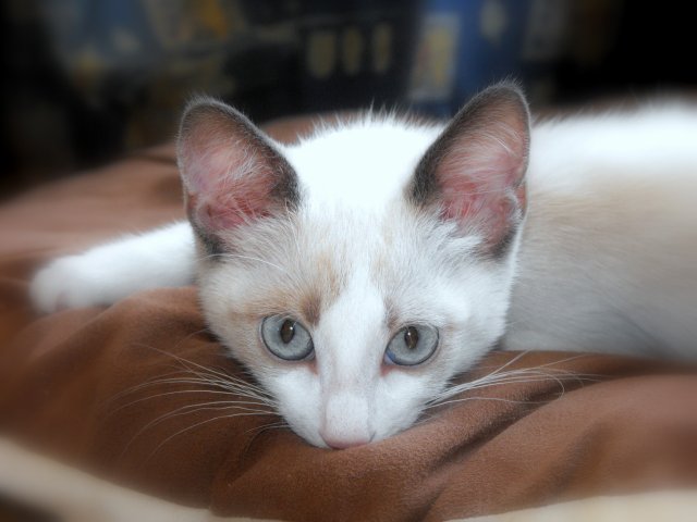 Qui A Un Croise Maine Coon Et Sacre De Birmanie Chats Forum Animaux Doctissimo Qui A Un Croise Maine Coon Et Sacre De Birmanie Chats Forum Animaux Doctissimo