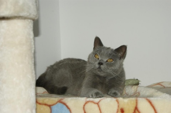 Qui A Un Croise Maine Coon Et Sacre De Birmanie