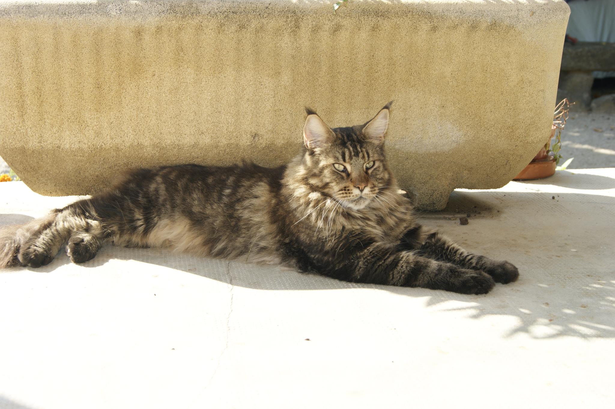 Maine Coon De Taille D Un Chat Normal Goutiere Chats Forum Animaux