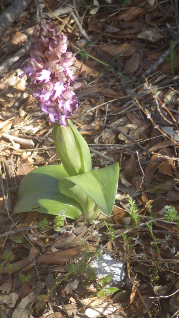 orchidee sauvage 2014 002