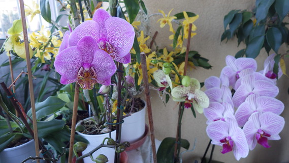 orchidee 2014