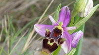 ophrys apifera 063