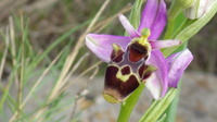 ophrys apifera 064