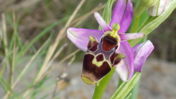ophrys apifera 065