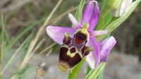 ophrys apifera 066