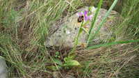 ophrys apifera 067