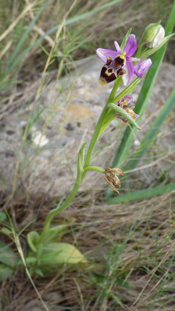 ophrys apifera 069
