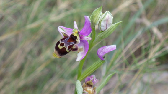 ophrys apifera 062