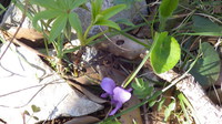 violette sauvage
