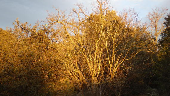 IMGP1292 arbres soleil couchant
