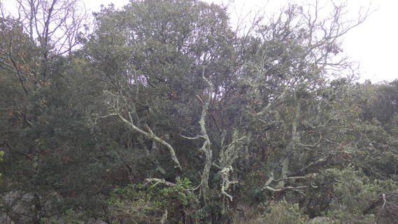 IMGP1643 arbre