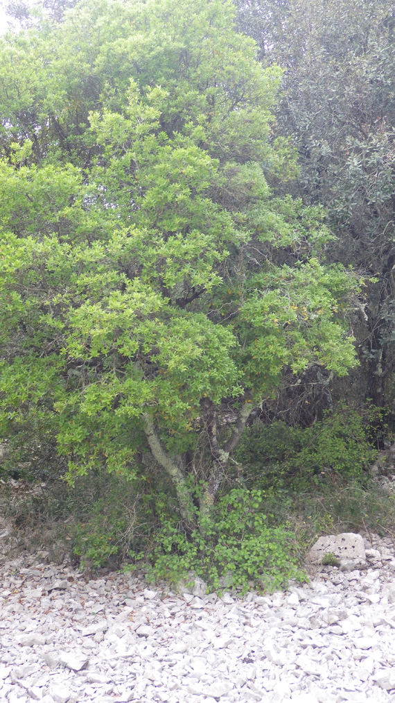 IMGP2005 arbre