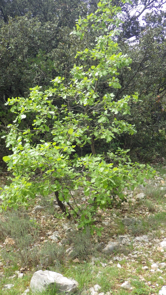 IMGP2011 arbre