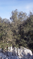 IMGP1444 arbre lapiaz