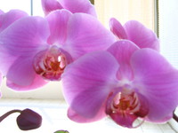 orchidée