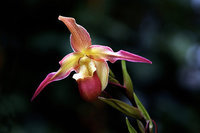 orchidee (26)