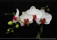 orchidee (11)