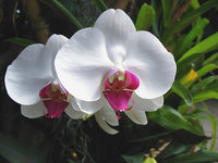orchidee (18)