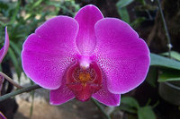 orchidee (29)