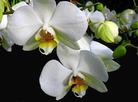 orchidee (19)