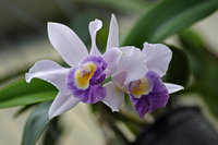 orchidee (25)