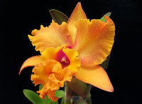 orchidee (30)