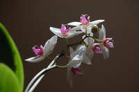 orchidee (24)