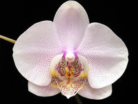 orchidee (21)