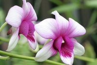 orchidee (12)