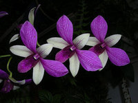 orchidee (22)