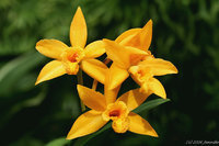 orchidee (31)