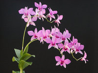 orchidee (36)