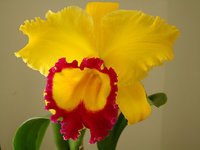orchidee (32)