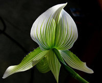orchidee (40)