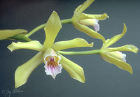 orchidee (41)