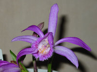 orchidee (42)