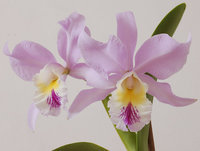orchidee (43)